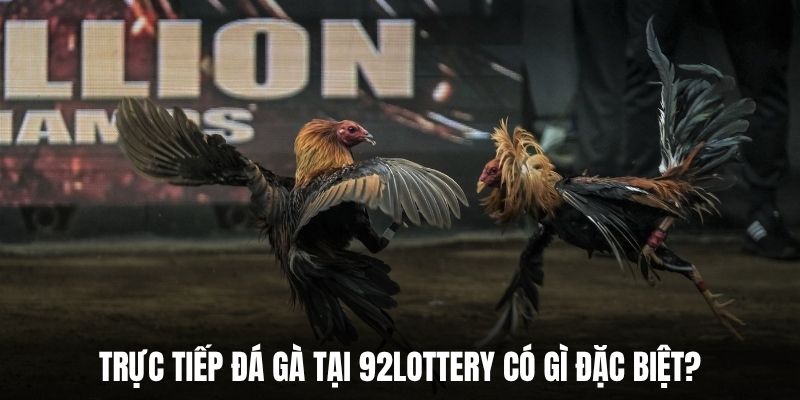 Trực tiếp đá gà